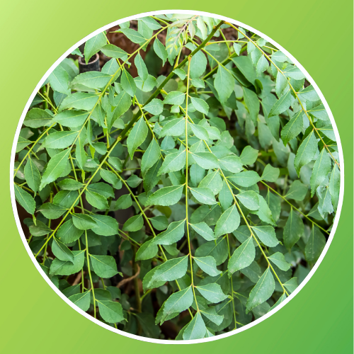 Kavarapaku (Curry Leaves)