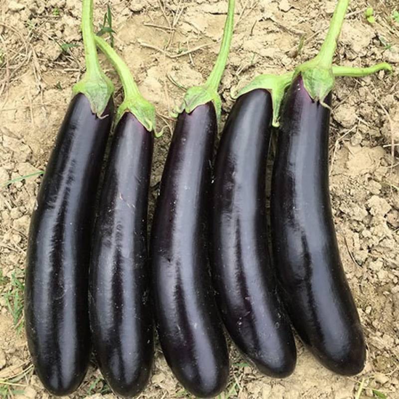 Brinjal (Vankaya)