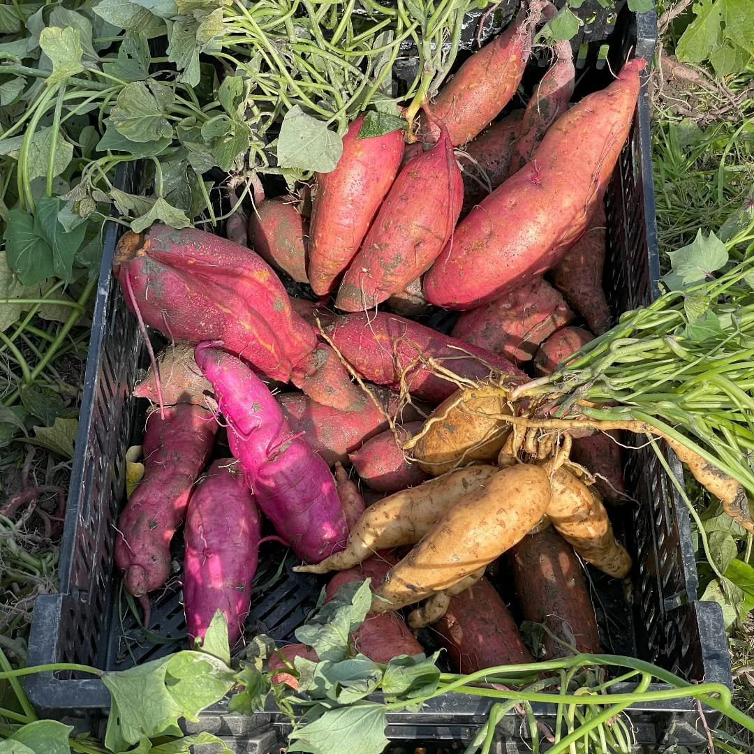 Sweet potato