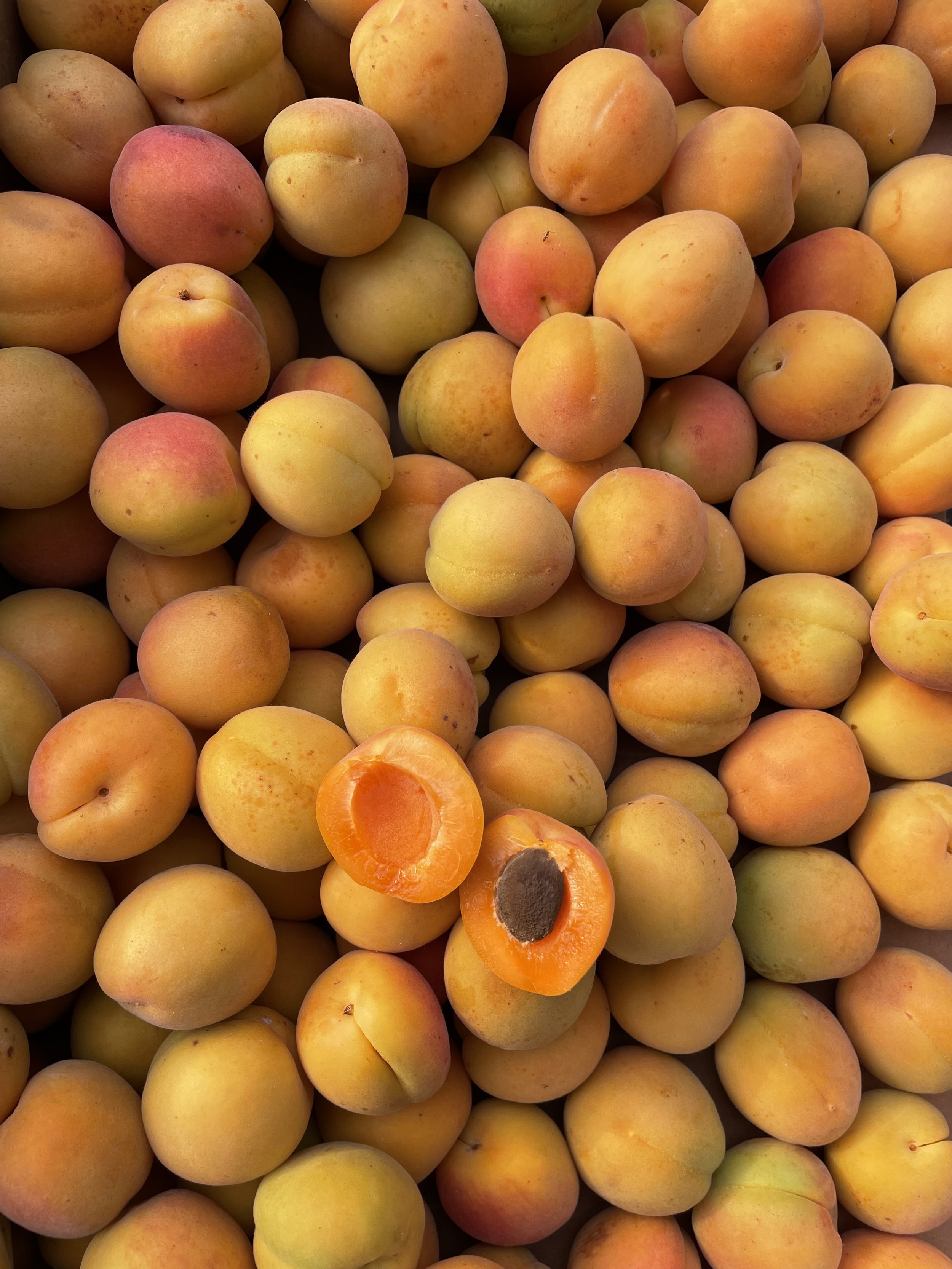 Belenheim Apricot