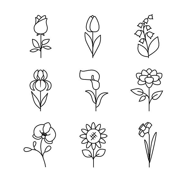 Annual flowers