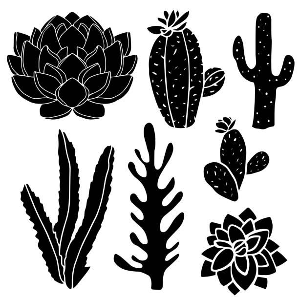 Succulents and cacti plants