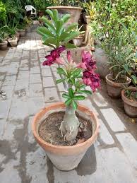 Nursery Shop - Dessert Rose
