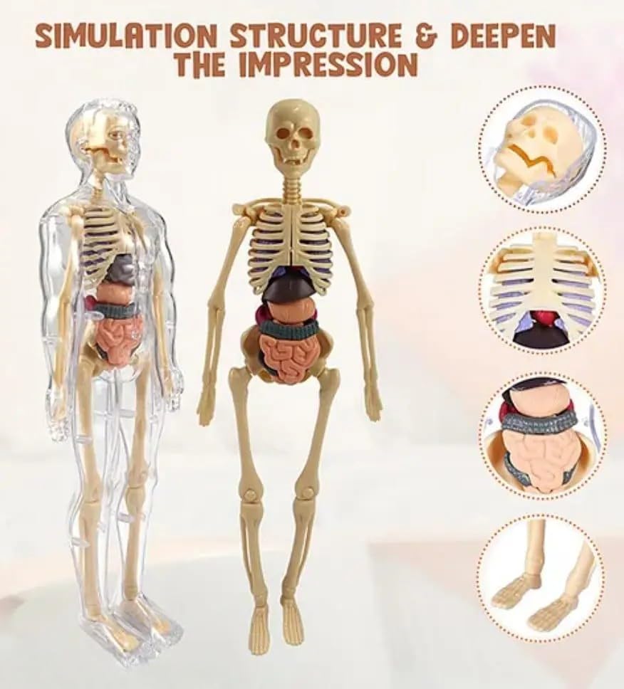 ANNIE Human Anatomy Model Kit for Kids – 3D Educational Science Toy with 29 Removable Organs & Body Parts | STEM Learning Kit for Ages 8+
